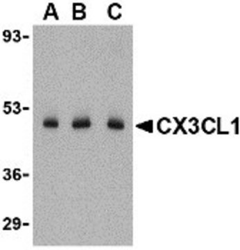 Anti-CX3CL1 antibody produced in rabbit affinity isolated antibody