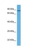 Anti-BRD4 affinity isolated antibody