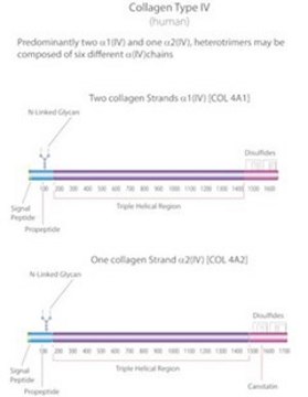 Collagen from human placenta Bornstein and Traub Type IV, solution, suitable for cell culture, High Performance