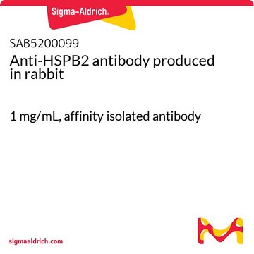 Anti-HSPB2 antibody produced in rabbit 1&#160;mg/mL, affinity isolated antibody