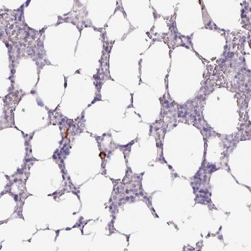 Anti-ADGRE1 antibody produced in rabbit Prestige Antibodies&#174; Powered by Atlas Antibodies, affinity isolated antibody, buffered aqueous glycerol solution