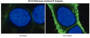 4G10® Platinum, Anti-Phosphotyrosine Antibody (mouse monoclonal cocktail IgG2b) clone 4G10®, Upstate®, from mouse