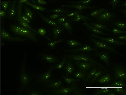 Monoclonal Anti-CIRBP, (N-terminal) antibody produced in mouse clone 1C9, purified immunoglobulin, buffered aqueous solution