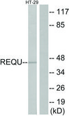 Anti-REQU antibody produced in rabbit affinity isolated antibody