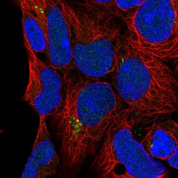 Anti-C9orf85 antibody produced in rabbit Prestige Antibodies&#174; Powered by Atlas Antibodies, affinity isolated antibody