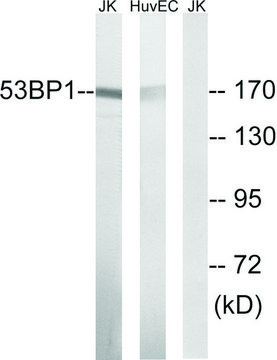 Anti-53BP1 antibody produced in rabbit affinity isolated antibody