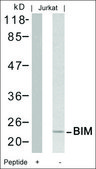抗 BCL2L11 (Ab-69) 兔抗 affinity isolated antibody