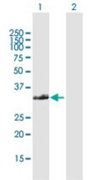 Anti-FAM64A antibody produced in rabbit purified immunoglobulin, buffered aqueous solution