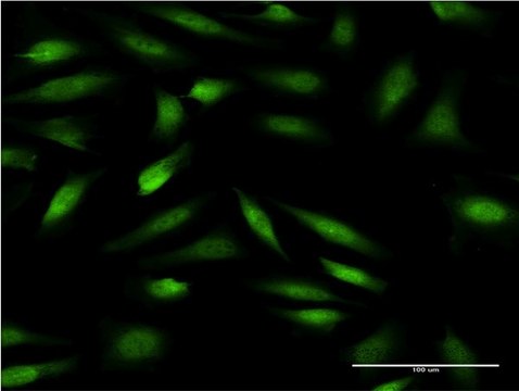 ANTI-ZNF274 antibody produced in mouse clone 2F5, purified immunoglobulin, buffered aqueous solution