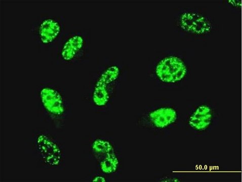 Monoclonal Anti-GABPA antibody produced in mouse clone 4B8-G6, purified immunoglobulin, buffered aqueous solution