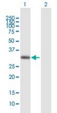 Anti-AZGP1, (C-terminal) antibody produced in mouse purified immunoglobulin, buffered aqueous solution