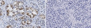 Anti-SLC12A2 Antibody, clone 1J6 ZooMAb® Rabbit Monoclonal recombinant, expressed in HEK 293 cells