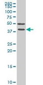 ANTI-FRZB antibody produced in mouse clone 4E5, purified immunoglobulin, buffered aqueous solution