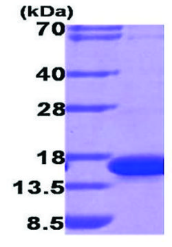 Galectin-9 human recombinant, expressed in E. coli, &#8805;90% (SDS-PAGE)