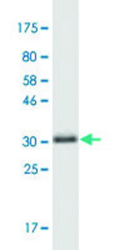 Monoclonal Anti-LSM4 antibody produced in mouse clone 8A10, purified immunoglobulin