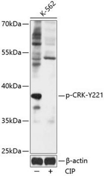 Anti-Phospho-CRK-Y221 antibody produced in rabbit