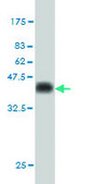 Monoclonal Anti-CDX4 antibody produced in mouse clone 3F3, purified immunoglobulin, buffered aqueous solution