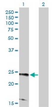 Anti-RRAS2 antibody produced in rabbit purified immunoglobulin, buffered aqueous solution