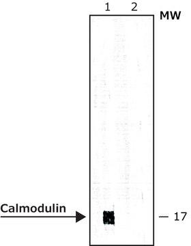 Monoclonal Anti-Calmodulin antibody produced in mouse clone 6D4, ascites fluid