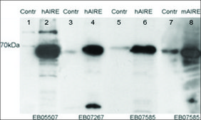 Anti-AIRE (Isoform 1) antibody produced in goat affinity isolated antibody, buffered aqueous solution