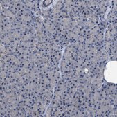 Anti-MIS18A antibody produced in rabbit Prestige Antibodies® Powered by Atlas Antibodies, affinity isolated antibody, buffered aqueous glycerol solution