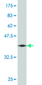 Monoclonal Anti-GRIN2B antibody produced in mouse clone 2G5, purified immunoglobulin, buffered aqueous solution