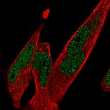 Anti-TCF7L1 antibody produced in rabbit Prestige Antibodies&#174; Powered by Atlas Antibodies, affinity isolated antibody