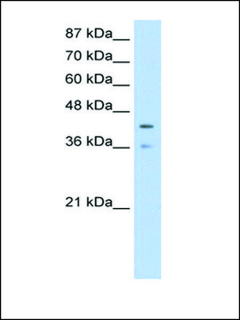 Anti-PCBP4 (AB2) antibody produced in rabbit IgG fraction of antiserum