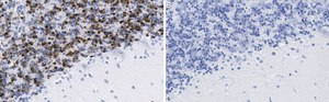 Anti-MDM2 Antibody, clone Z6H3 ZooMAb® Rabbit Monoclonal recombinant, expressed in HEK 293 cells