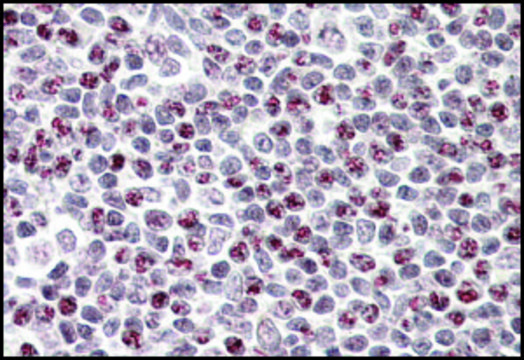 Anti-APOBEC3A antibody produced in goat affinity isolated antibody, buffered aqueous solution