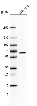 抗-IRF5 兔抗 Prestige Antibodies&#174; Powered by Atlas Antibodies, affinity isolated antibody, buffered aqueous glycerol solution