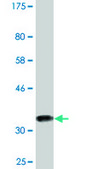 Monoclonal Anti-CDC23 antibody produced in mouse clone 1F3, purified immunoglobulin, buffered aqueous solution