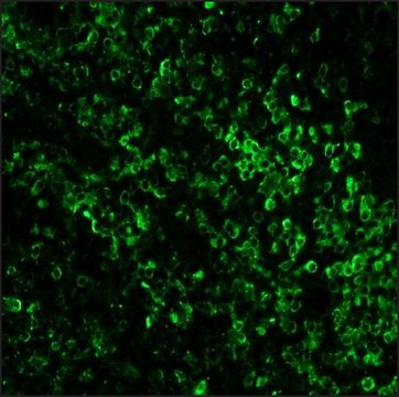 抗-兔IgG（全分子）-生物素 山羊抗 affinity isolated antibody, buffered aqueous solution