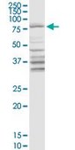 Anti-DARS2 antibody produced in rabbit purified immunoglobulin, buffered aqueous solution