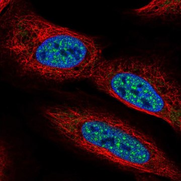 Anti-CBFA2T2 antibody produced in rabbit Prestige Antibodies&#174; Powered by Atlas Antibodies, affinity isolated antibody