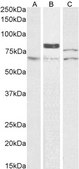 Anti-TGM2 antibody produced in goat affinity isolated antibody, buffered aqueous solution