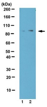 Anti-phospho-TBK1 (Ser172) Antibody from rabbit, purified by affinity chromatography