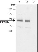 Anti-PIP5K1C (N-terminal) antibody produced in rabbit ~1 mg/mL, affinity isolated antibody, buffered aqueous solution