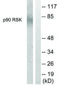 Anti-p90 RSK antibody produced in rabbit affinity isolated antibody