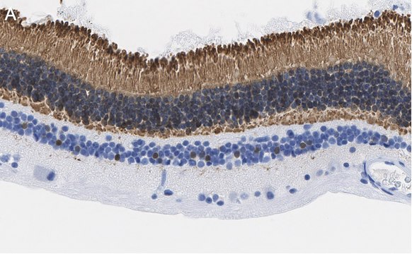 Anti-Recoverin Antibody, clone 1K10 ZooMAb&#174; Rabbit Monoclonal recombinant, expressed in HEK 293 cells