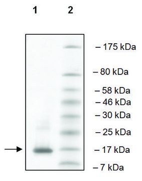 ATAD2A (981-1108) human recombinant, expressed in E. coli, &#8805;90% (SDS-PAGE)