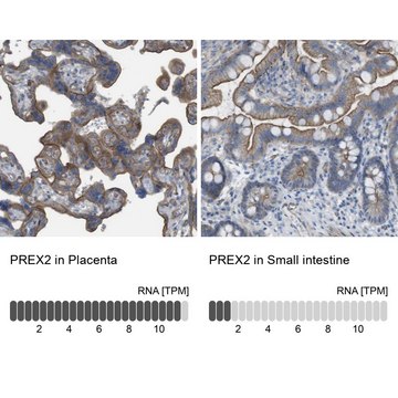 Anti-PREX2 antibody produced in rabbit Prestige Antibodies&#174; Powered by Atlas Antibodies, affinity isolated antibody, buffered aqueous glycerol solution