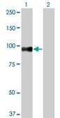 Monoclonal Anti-SRPK1 antibody produced in mouse clone 6G9, purified immunoglobulin, buffered aqueous solution