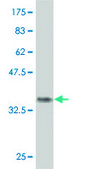 Monoclonal Anti-DEPDC1 antibody produced in mouse clone 6H1, purified immunoglobulin, buffered aqueous solution
