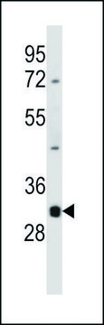 ANTI-DNASE1L3 (N-TERM) antibody produced in rabbit IgG fraction of antiserum, buffered aqueous solution