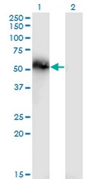 Anti-TNS4 Mouse mAb (3B8) liquid, clone 3B8, Calbiochem&#174;