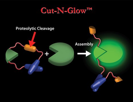 HIV Protease Activity Detection Kit