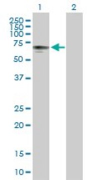 Anti-P4HTM antibody produced in mouse purified immunoglobulin, buffered aqueous solution