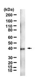 Anti-CD43 Antibody, clone 1O6 ZooMAb® Rabbit Monoclonal recombinant, expressed in HEK 293 cells