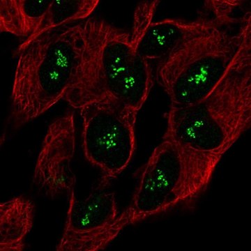 Anti-CNTNAP5 antibody produced in rabbit Prestige Antibodies&#174; Powered by Atlas Antibodies, affinity isolated antibody